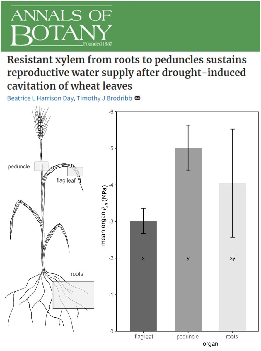 We are very excited that our paper on wheat plants under drought stress has been published by @annbot! Head to doi.org/10.1093/aob/mc… to read more. Thanks to @CoEPlantSuccess for facilitating this project. @UTAS_ @Sciences_UTAS 🌾🌾🌾