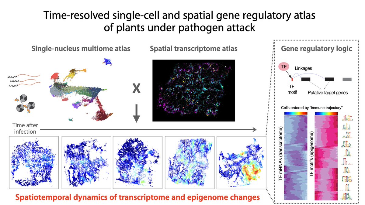 Super excited to share our latest work from @JoeEcker lab, where we generated a single-cell spatiotemporal gene regulatory atlas of plants under pathogen attack by combining time-resolved single-nucleus multiomics and spatial transcriptomics🧬🌱⏳🦠🔬1/n  biorxiv.org/content/10.110…