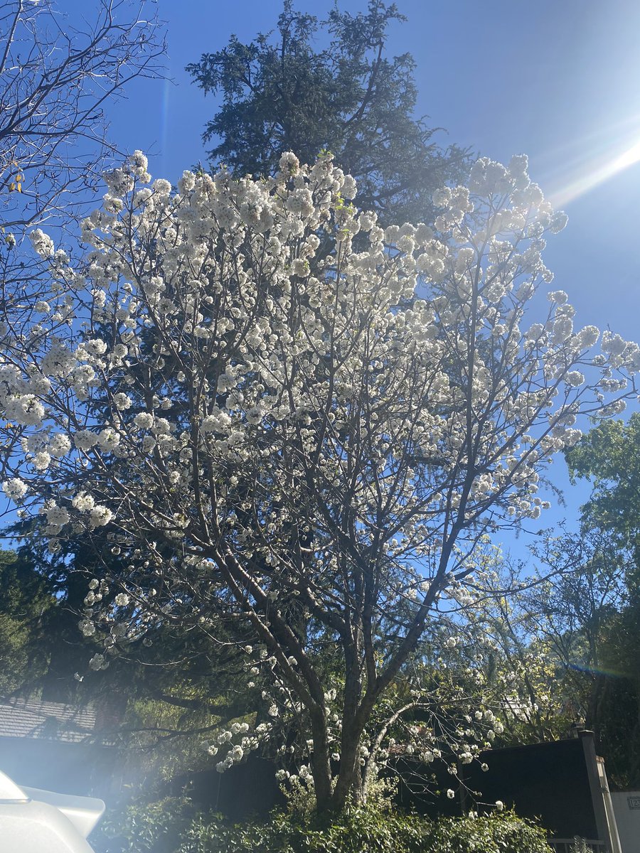 larynx_lynx's tweet photo. Hello, #Fryman, my old friend. #BeenAMinuteorAMillion # SpringtimeInLA #mountainsinthecity #decompression https://t.co/xbS2xZIVsw