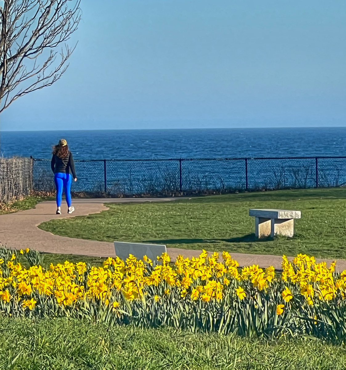 #DaffodilDays #RhodeIsland #CliffWalk #Newport