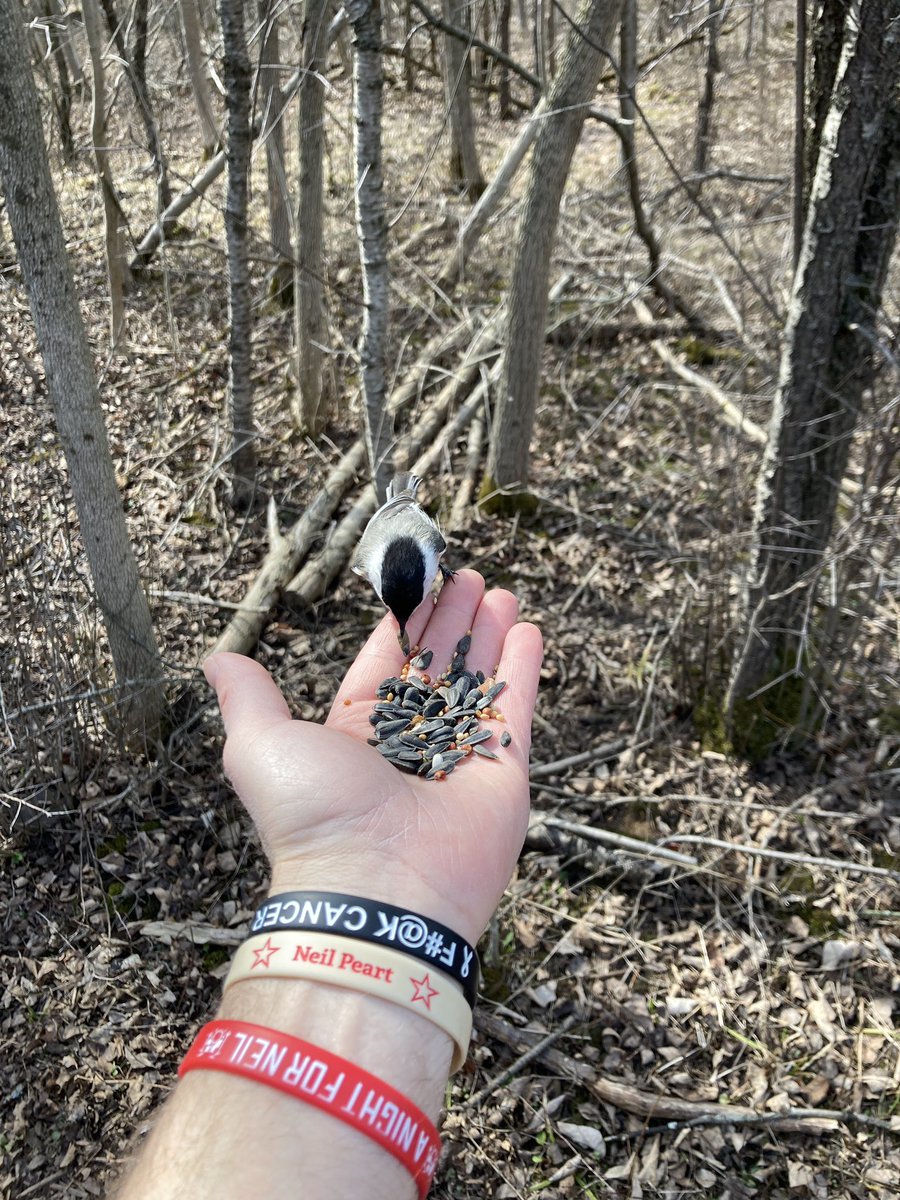 sharpy2112's tweet photo. #FlyByNight for The annual walk to #CootesParadise in #Hamilton and had a little #HeadlongFlight with some wild Black Capped Chickadees for some seeds from the #HandOverFist. One of my favourite things to do ❤️. #NaturalScience @rushtheband @NightforNeil #RIPNeil @vivien2112 https://t.co/peVU6fsqLH