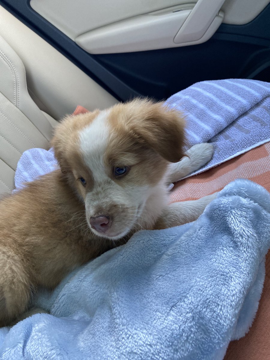 🐶