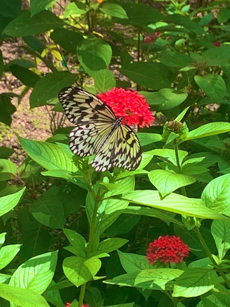 MsFroelich's tweet photo. Botanical Gardens @FairchildGarden 
Coral Gables 🌺🦋🌴 https://t.co/HBFVNYPyd6