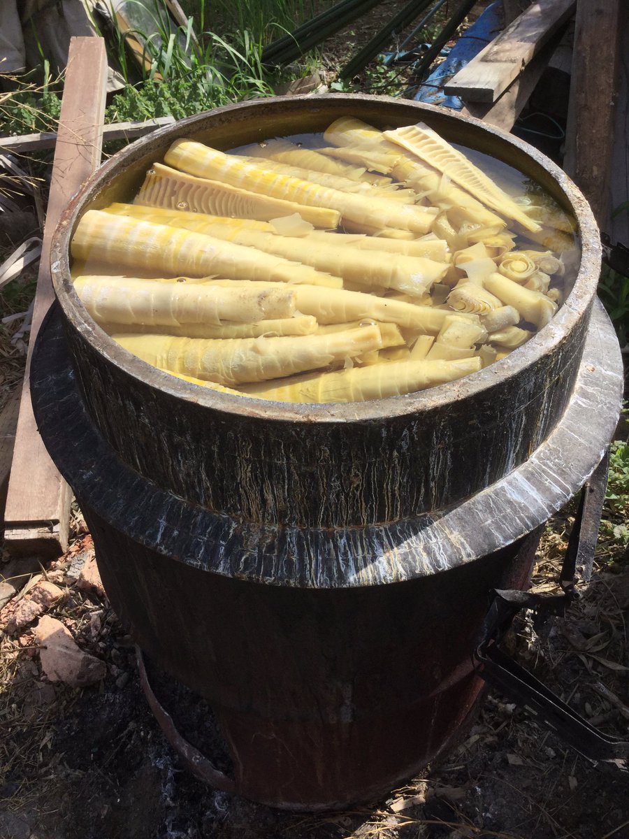 noguchimano's tweet photo. 4月11日の茹で上がり竹の子。
大釜で3時間茹でました。柔らかいですよ。 https://t.co/iV0hdmTJjk