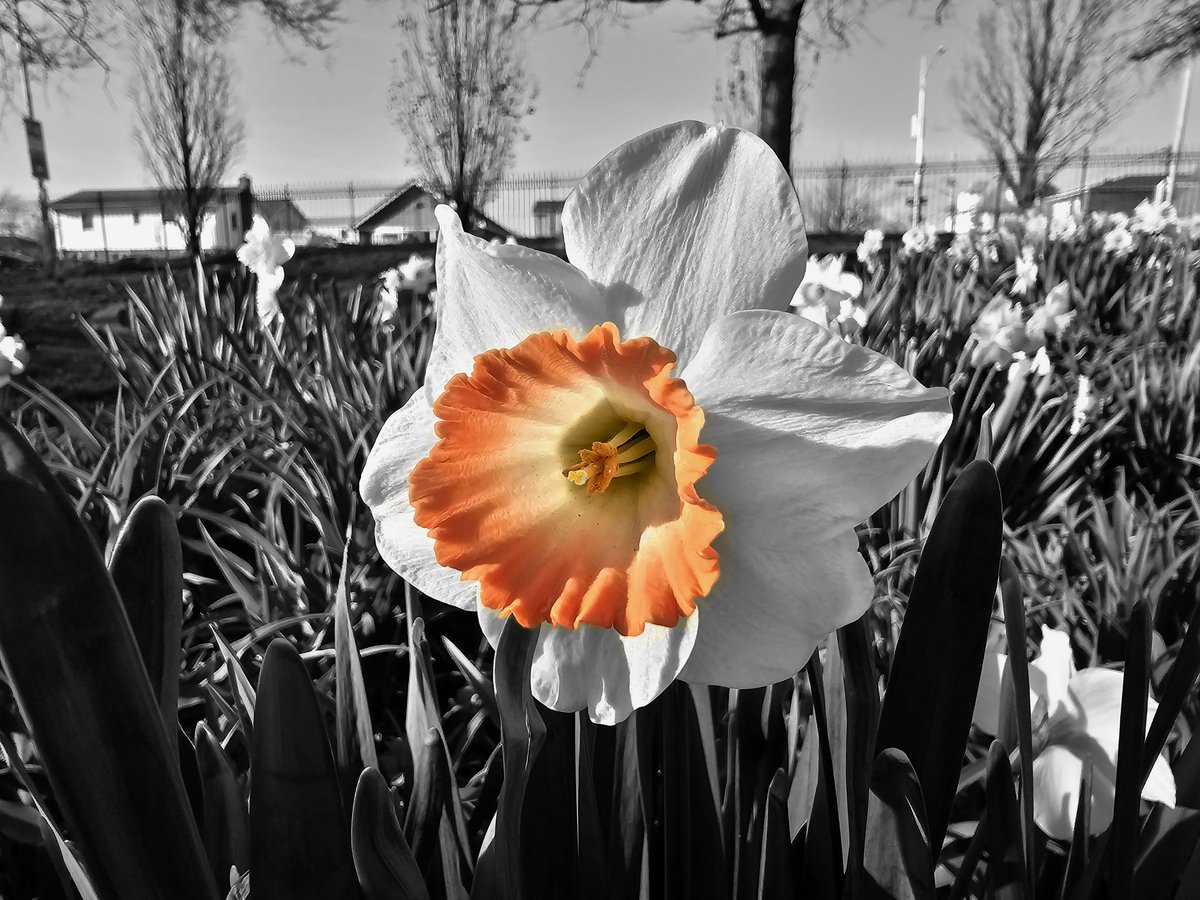 Antonio_Luis's tweet photo. Omg. I just discovered the #SpotColor feature in the #GalaxyS23Ultra gallery app ❤️❤️❤️! This is going to be soooo much fun!
#SpringOnSnapdragon #flower
#ShotOnSnapdragon #WithGalaxy
@SamsungMobileUS @Snapdragon https://t.co/SoYN8C2SCc