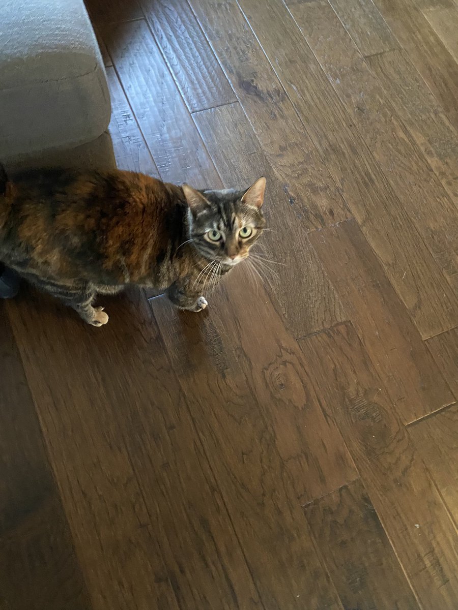 MeriMackBNA's tweet photo. You’ve heard of emotional support animals? This is my emotional distress animal. https://t.co/bhLfD0mv0D