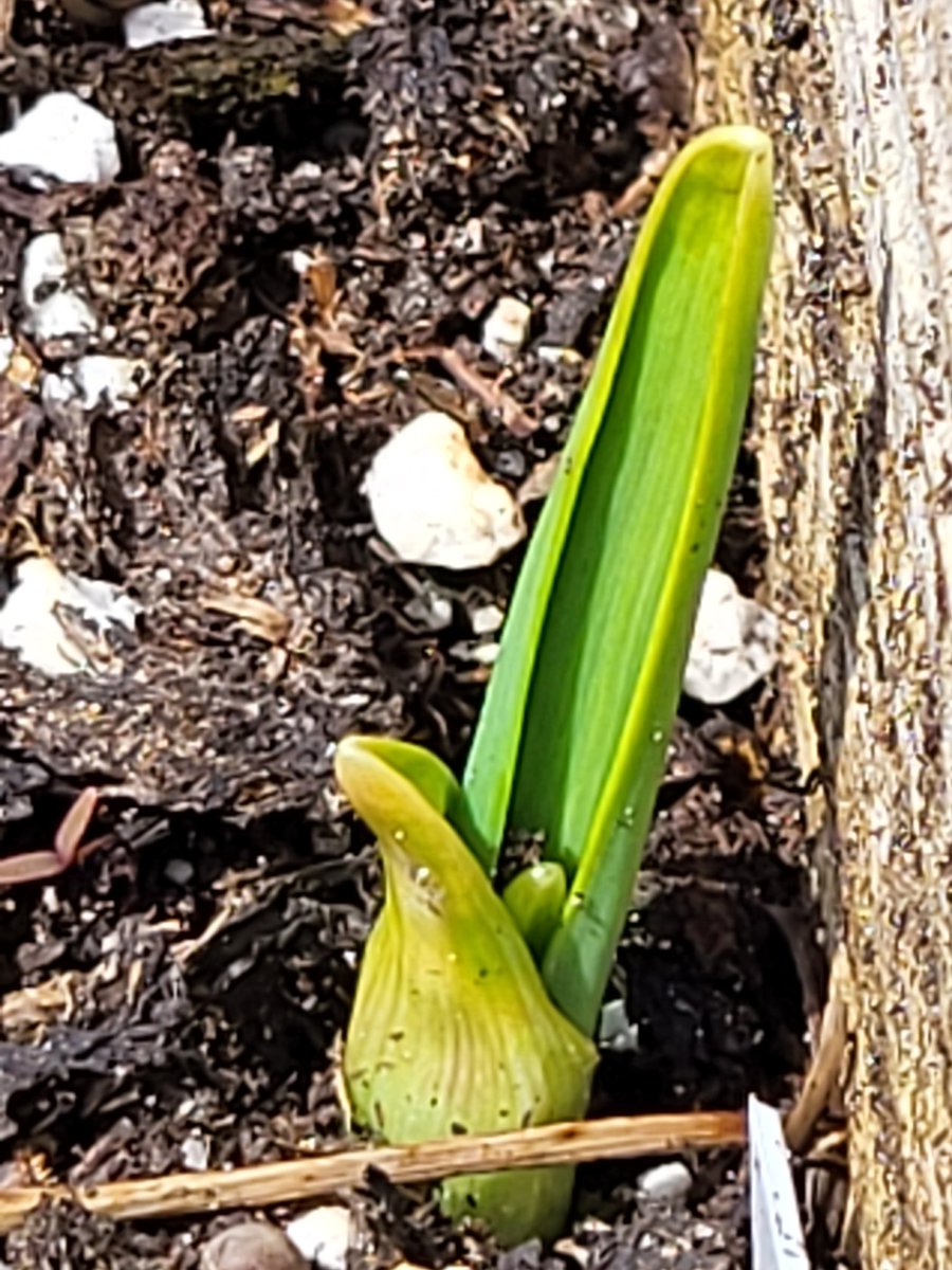 Our garlic is popping up. Is yours?
#spring #garlic