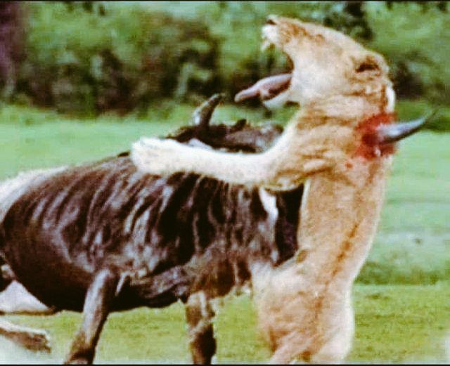 HafizMu05379917's tweet photo. *The time of the oppressed comes very late, but when it comes, it tears the oppressor apart* This is a very important example, only the ability to understand is necessary. #Muslims #musalman #englishpoint https://t.co/OYHlawEYrv
