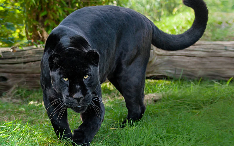 AereqeSports's tweet photo. The skin and it's inspiration.  

'Jaguar' is a masterpiece of a skin, a beautifully painted jaguar on the best gun in the game.  

Whoever made this skin has a very good understanding of jaguars.  Very cool indeed https://t.co/VfLxu4BqKQ
