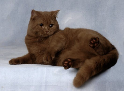 wayneradiotv's tweet photo. i just saw this pic of cat on tumblr and i am enamored. am i wrong or is this like, an exceedingly rare coat/color for a cat to have? i don't know if i've seen such a beautiful shade of brown on a cat ! https://t.co/i7u9DmLneP