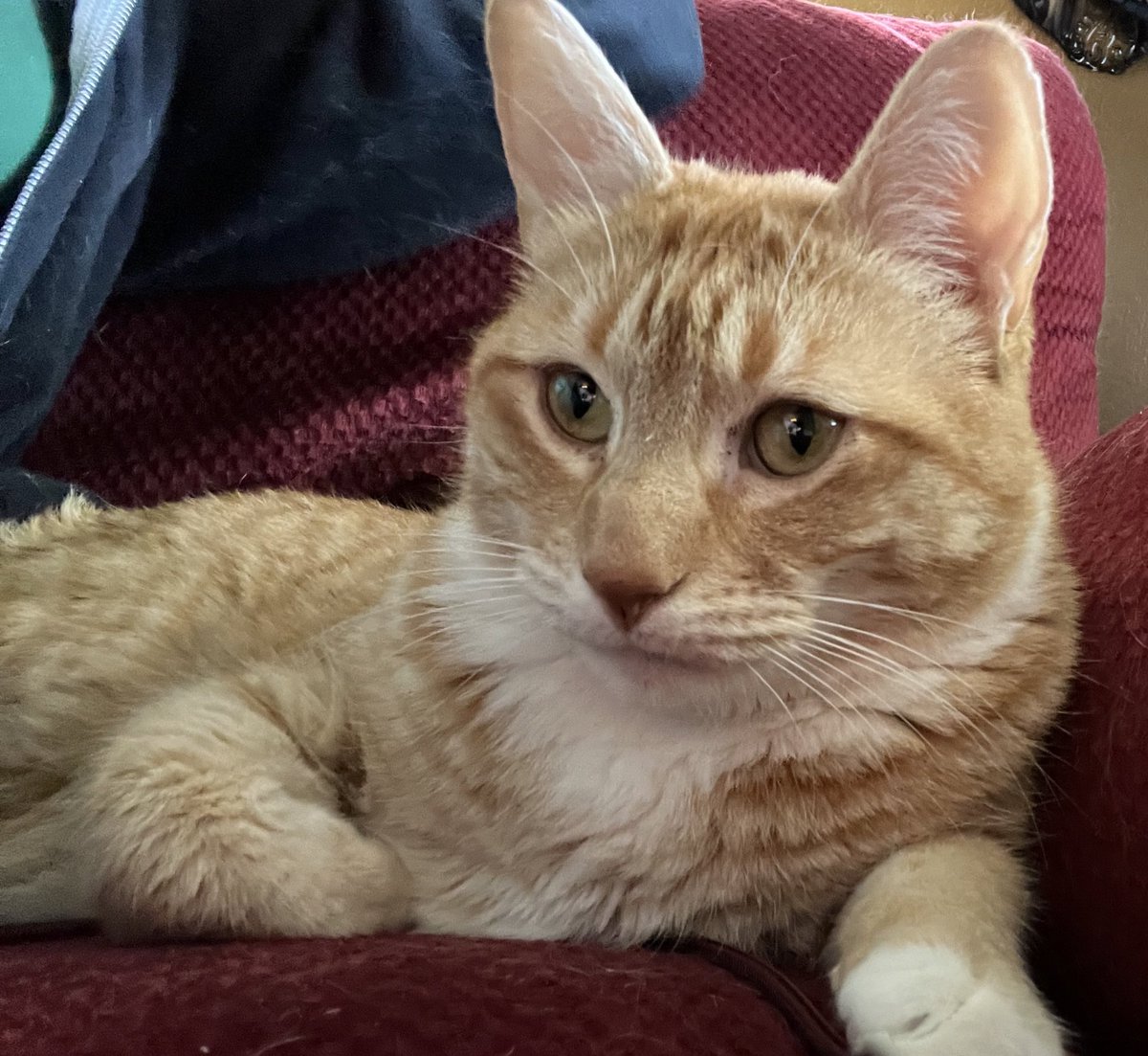 If this question could in any way lead to my being disciplined or terminated, or affect my working conditions, I respectfully request that my union rep or steward be present. Without representation, I choose not to answer questions, besties