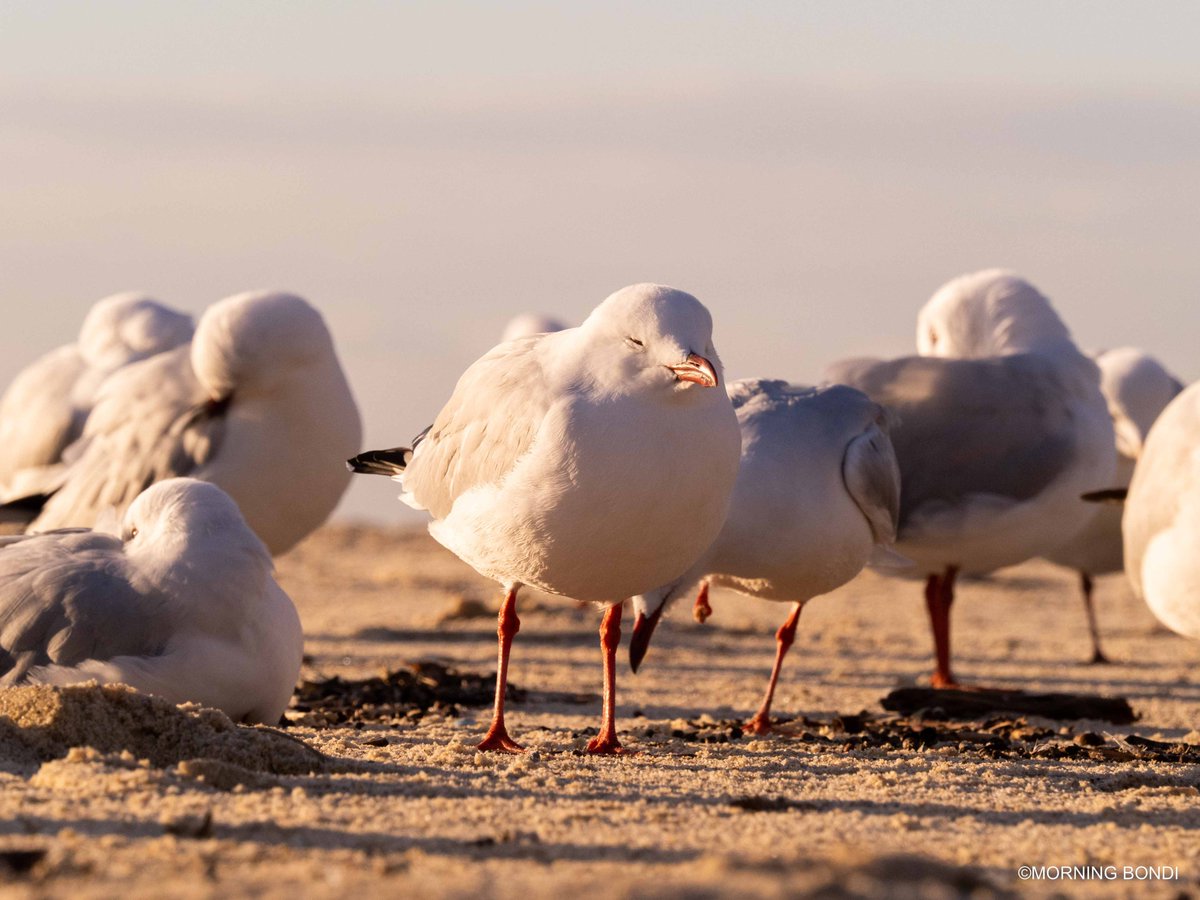 Too much. This morning was all a bit too much, the waves were a bit too big, the sunrise was too bright and it was bloody chilly outside - that cold breeze was not really pleasant, wasn't it? morningbondi.com/blog-1//too-mu… #bondi #seeaustralia #ilovesydney #bondibeach