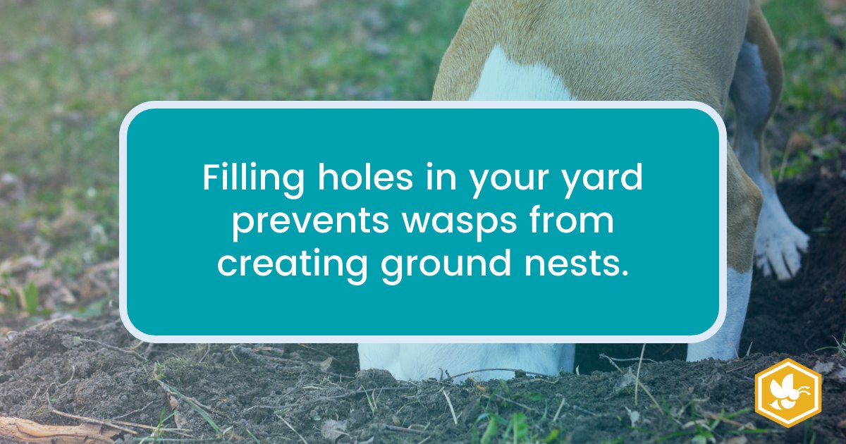 beeawareallergy's tweet photo. Pets, winter weather, and other factors can lead to holes in your yard. If left unchecked, wasps may take the opportunity to build ground nests! We recommend filling holes as soon as possible to prevent this. https://t.co/FGW2Zr4lgR