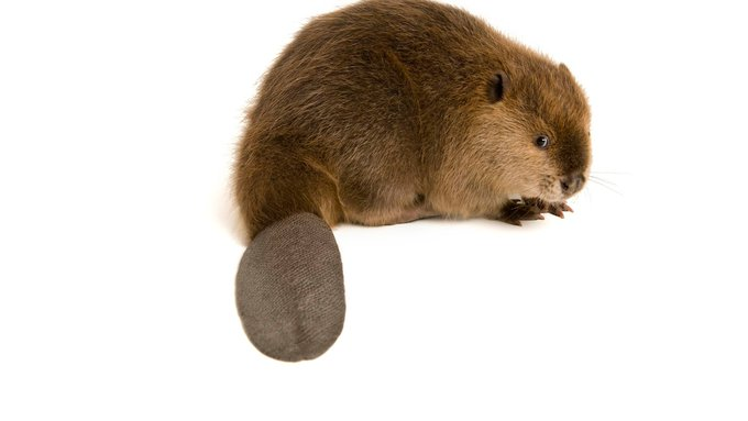 CryptoBlckParty's tweet photo. @ChampRockwell “I lift up the animal’s tail” Joanne Crawford “&amp; I’m like ‘Get down there &amp; stick your nose near its bum.'”

“People think I’m nuts”, “I tell them, ‘Oh, but it’s beavers; it smells really good'”
🦫🍦
https://t.co/EF8X9q7HLX
🪵🍑Ass of 2003 <300lbs #Castoreum Consumed Commercially https://t.co/Y7UOi0gLoW