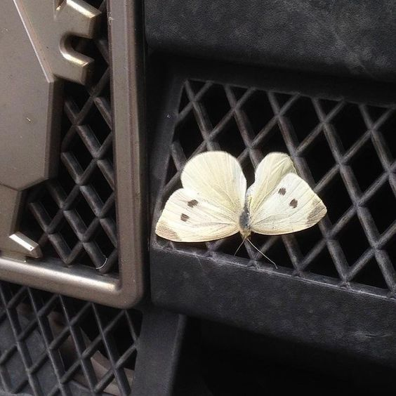 ccvminvlog's tweet image. ｡✰彡 Arma tu outfit según tus gustos (versión grunge/emo)
                            BY :🍟