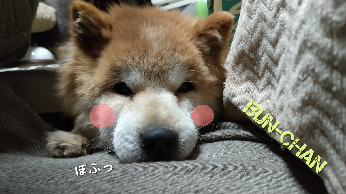 Tocchimen_oasis's tweet photo. .
#ぶんちゃん登場 😇
懐かしの一枚 🐾U^ェ^U
ぽふっ o^_^o
#懐かしシリーズ
#生前
#懐かしい1枚
#画像
#再投稿です
#写メ日記
#柴犬家族
#しばいぬのきもち
#柴犬大好き
#いぬのきもち
#なすがままされるがまま
#いやしわんこ
#愛らしい
#shibainu
#bunchan
#家族
#family https://t.co/FYimYzQWqh