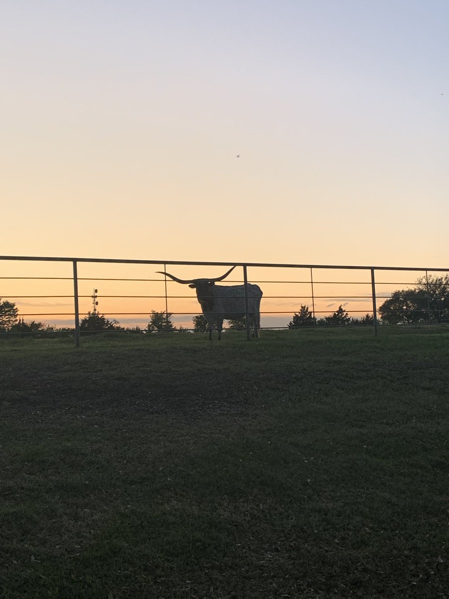 KimWiens2's tweet photo. Texas at its best! #longhorn https://t.co/HKIMxzQoDS
