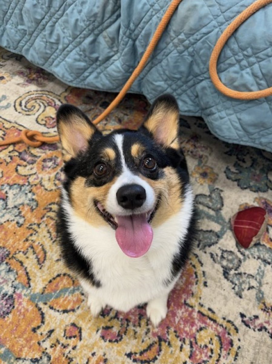 Roux_the_corgi's tweet photo. Heck! Today was a good day at my pet resort! Today was a rainy day so I got to play with toys with my favorite caregivers ❤️🐶🌧️ https://t.co/ZrHKUDhgaf