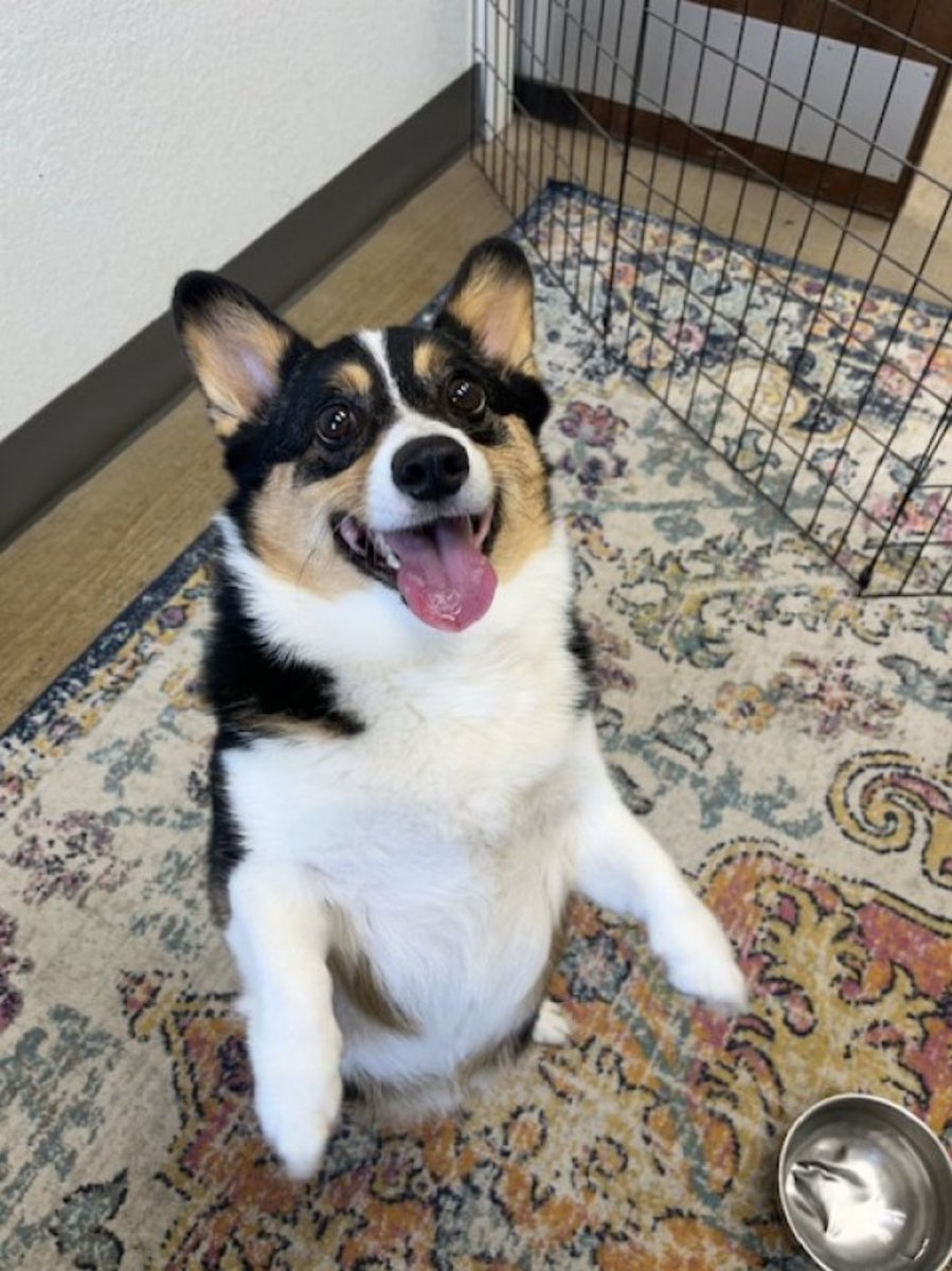 Roux_the_corgi's tweet photo. Heck! Today was a good day at my pet resort! Today was a rainy day so I got to play with toys with my favorite caregivers ❤️🐶🌧️ https://t.co/ZrHKUDhgaf