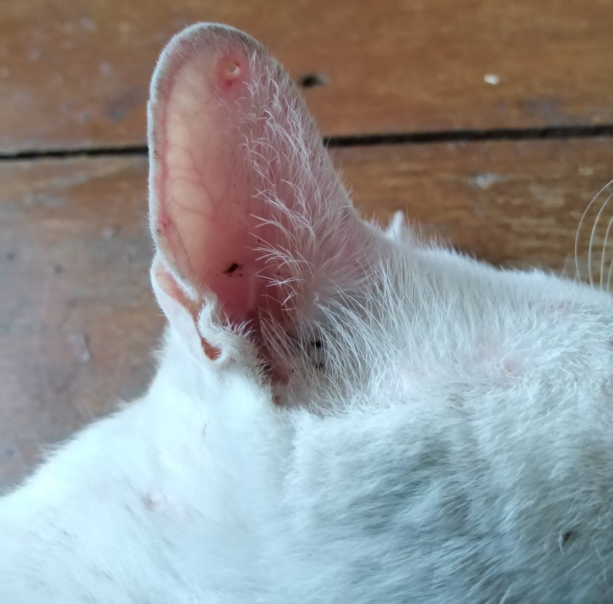 แง้วโน๊ะ🐾อย่าตีกันเลยแม่ขอร้อง😡 tweet media