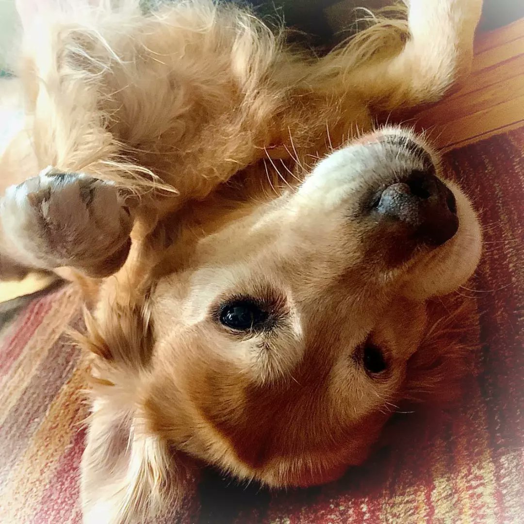 bulentuslu's tweet photo. "Hoscakalin! Bye." RIP, Dunya, 2007-2023 https://t.co/WA8S8vBDRI