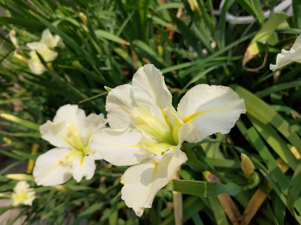 KunJohn12's tweet photo. IRIS 鳶尾花 https://t.co/YYCvjlPfVq