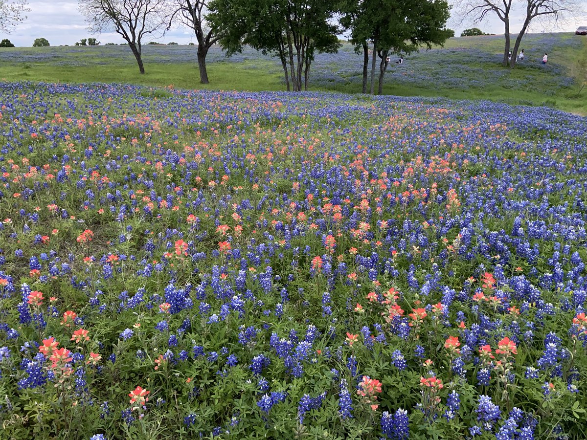 #OnMyWalk to more fileds of #Bluebonnets in ⁦<a href="/EnnisBluebonnet/">Ennis Bluebonnet</a>⁩