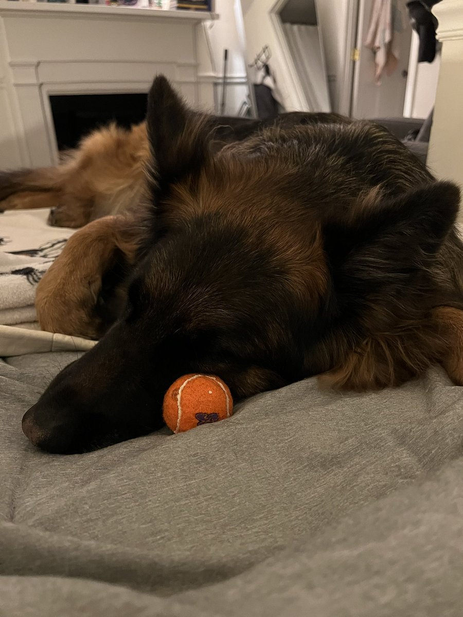 we found a brand new *tiny* ball and she was very happy to bring it inside after attempting to park it with the rest of the rocks 🤣

#DogsOnTwitter #dogsinlove