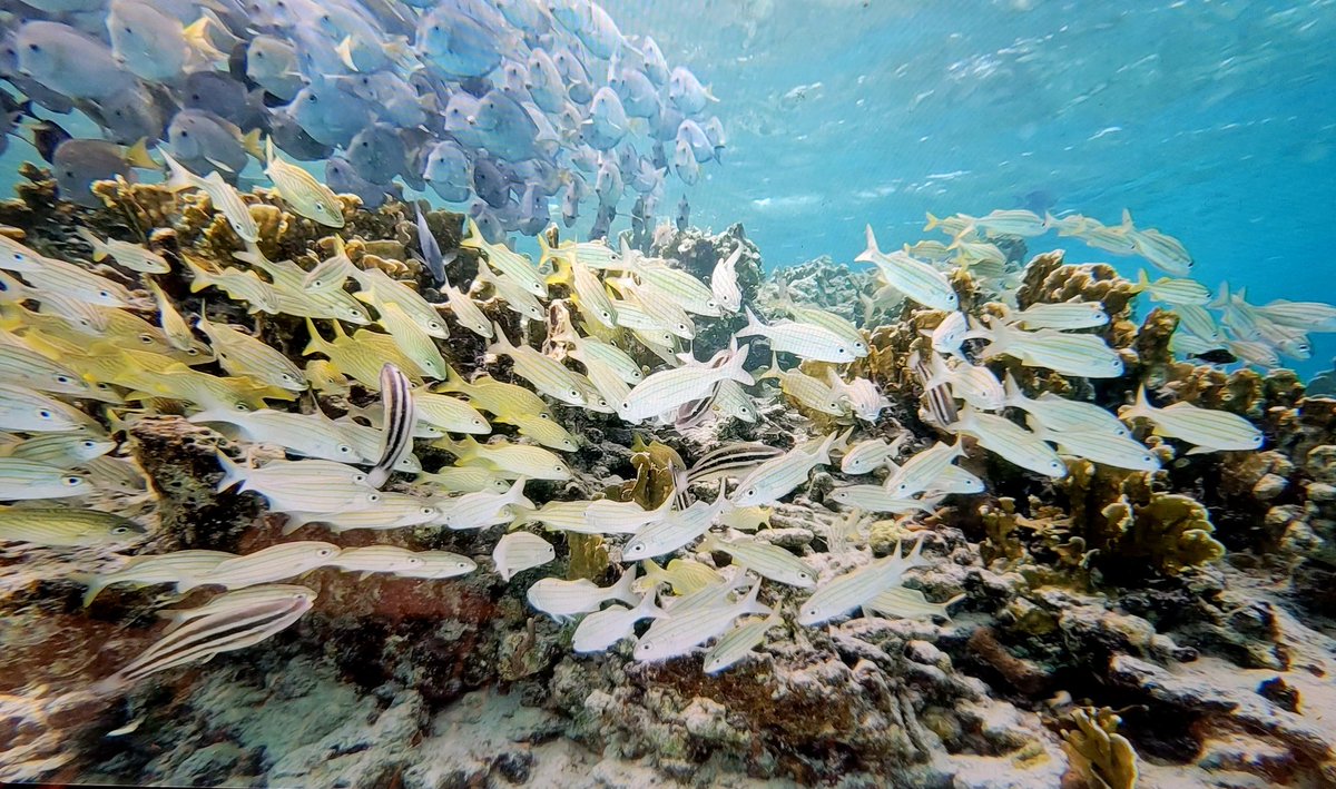 So many fish! Here is a screenshot from one of two cameras for #ExpeditionDamselfish. While we are targeting damselfish, we also get a ton of other families in the videos, and the two cameras together allow us to track movements in 3 dimensions!