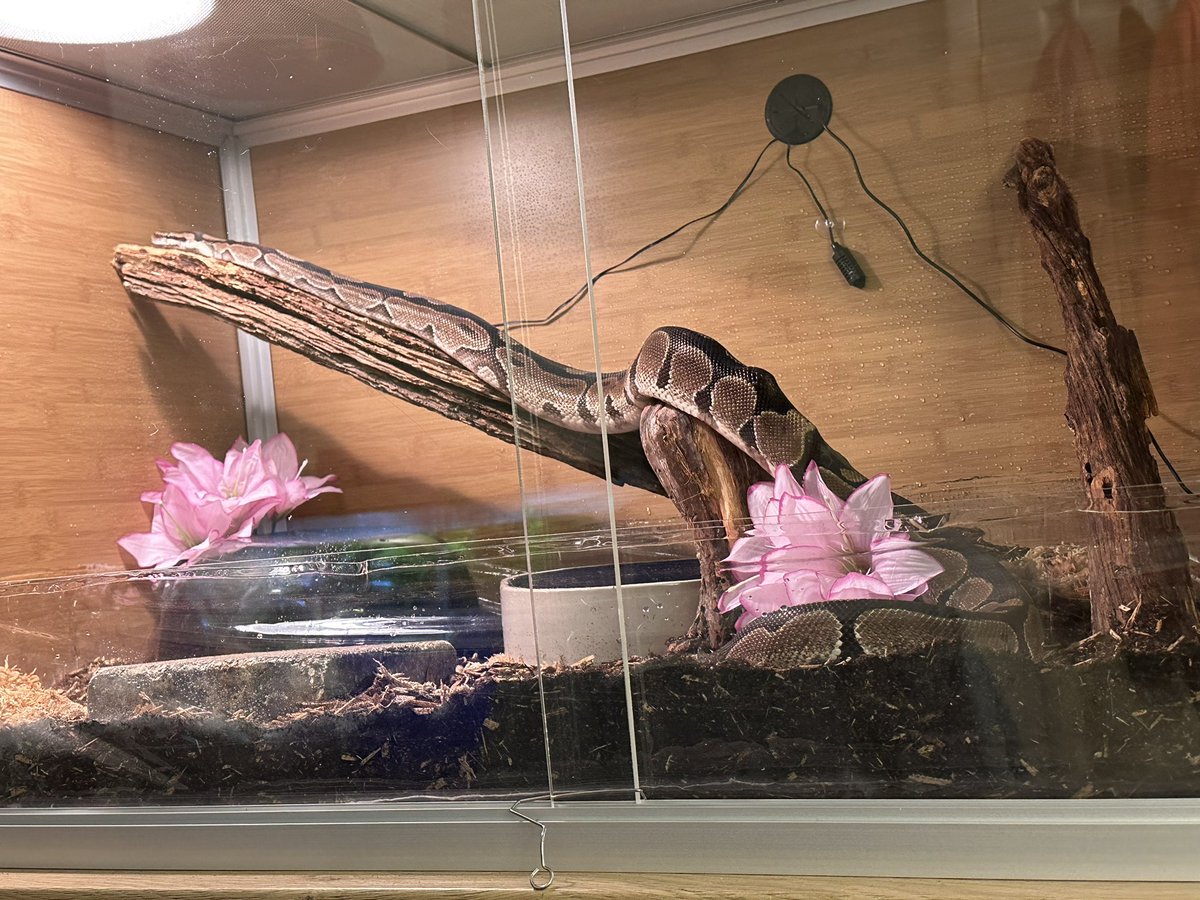 gl0wstickb0nes's tweet photo. meet kirby! he’s our newest baby, he’s a normal ball python that had a hard life before he came to us and now he lives in a python heaven! his spine kinks are from his past home and we don’t know why they happened, but he can move and eat just fine :) welcome home baby <3 https://t.co/OiyQBDMTKG