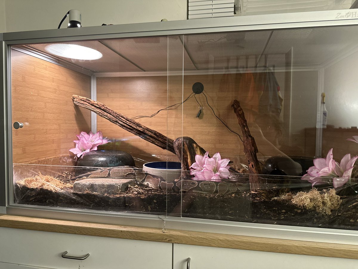 gl0wstickb0nes's tweet photo. meet kirby! he’s our newest baby, he’s a normal ball python that had a hard life before he came to us and now he lives in a python heaven! his spine kinks are from his past home and we don’t know why they happened, but he can move and eat just fine :) welcome home baby <3 https://t.co/OiyQBDMTKG