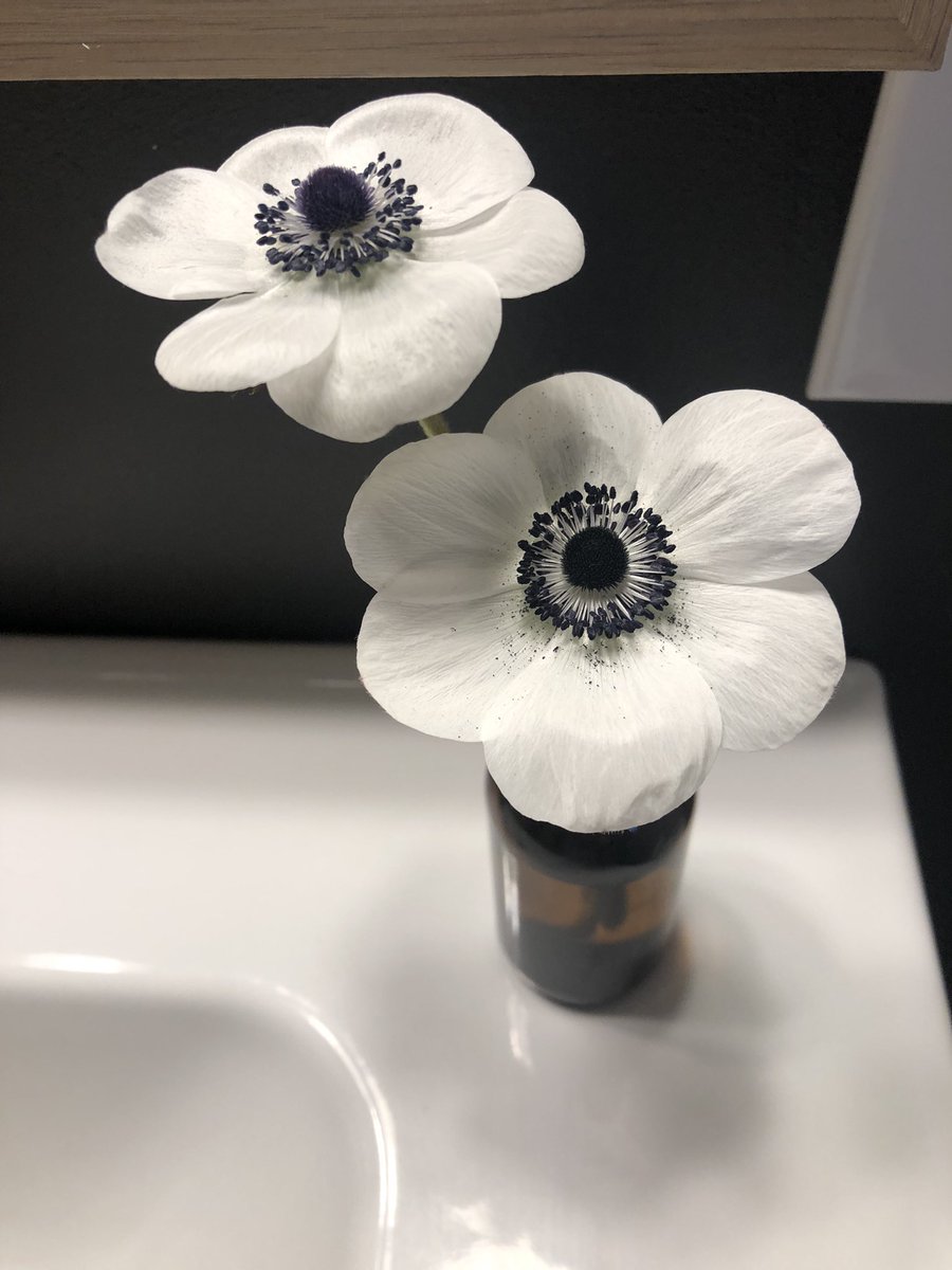 Witness a truly Orzhov flower! The dusting of black pollen on the white petal really captures the corrupting influence of Black’s self-interested search for power on White’s social structures and legal constructs. #MTGMOM