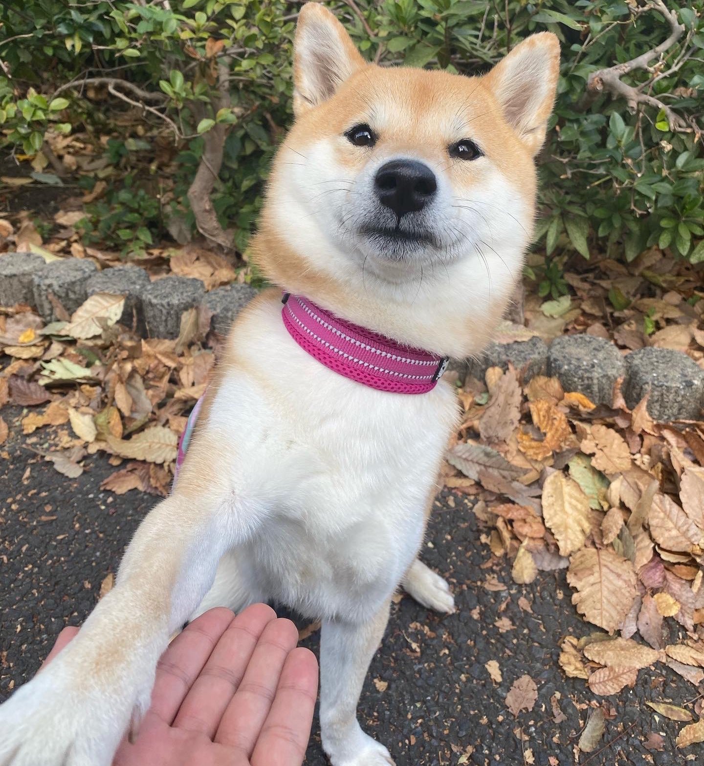 関ジャニ∞ - 犬を飼うということ 錦戸亮主演『犬を飼うということ』最終話に盟友・村上信五が