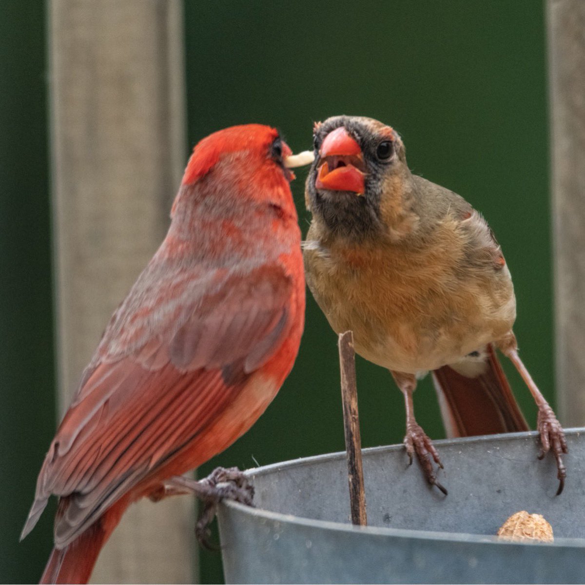 One of the cutest things I’ve seen in a while 😍

#trans_artists #trans_photographer #Jnyx #lovebirds #cardinalbird