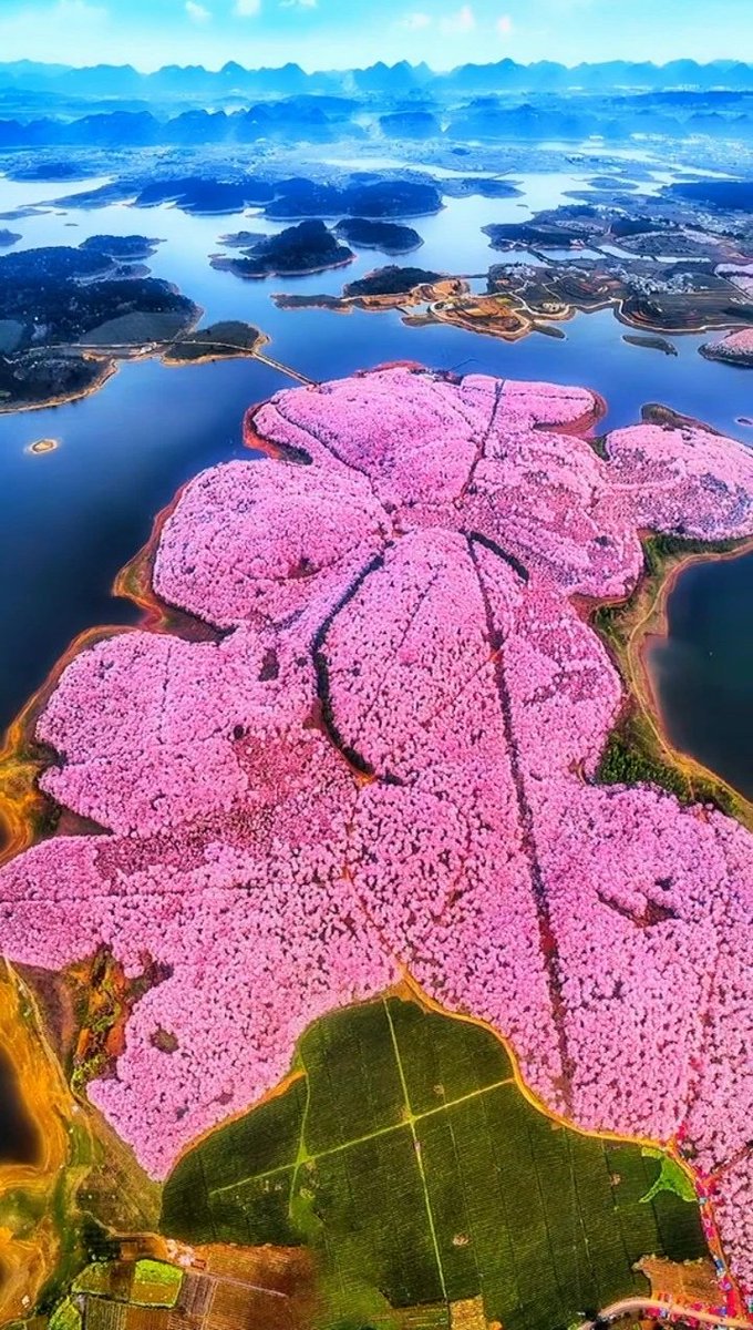 zhehua9's tweet photo. #amazing_view #China
Yunnan tens of thousands of acres of cherry blossom ocean, aerial super shock!
云南上万亩的樱花海洋,航拍超级震撼! https://t.co/ix7d9jGIbu