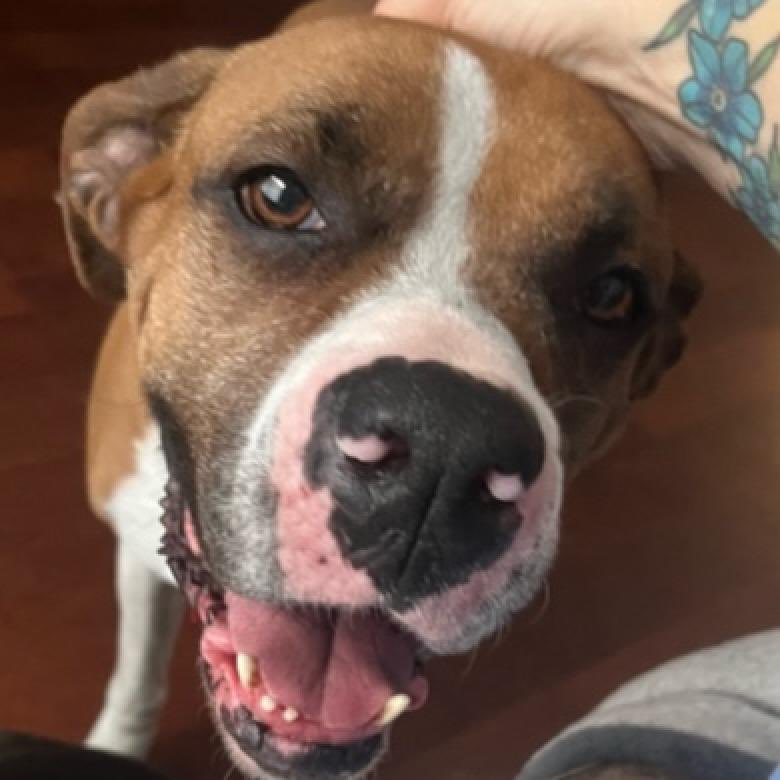 This sweet 6 y/o Boxer is Hadley! Hadley was released from a breeder and is ready to be a member of the family 🫶 She is affectionate, house trained, and good with other dogs! Check out our website to apply for Hadley if her eyes are pulling you in like they did us ♥️ #adopt