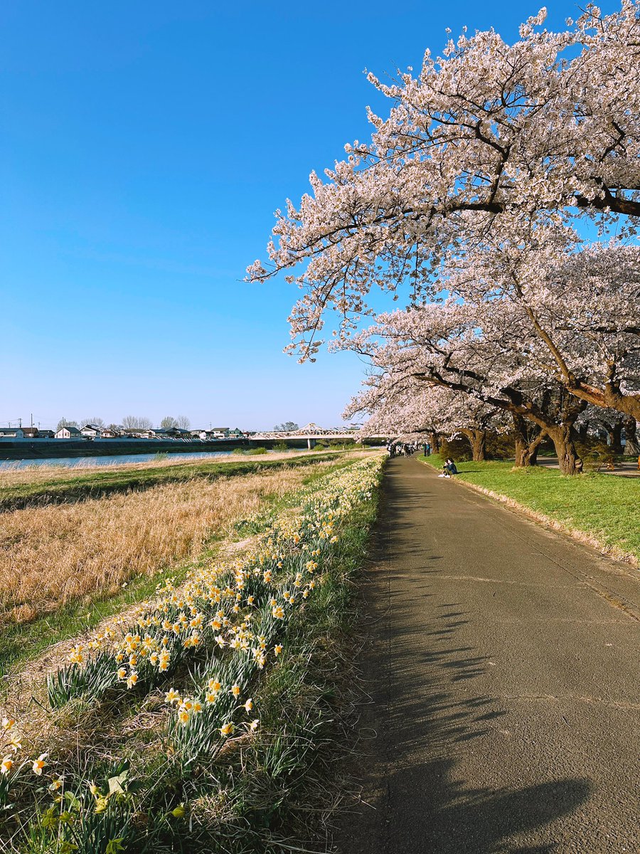 tohoku cherry blossoms are on another level