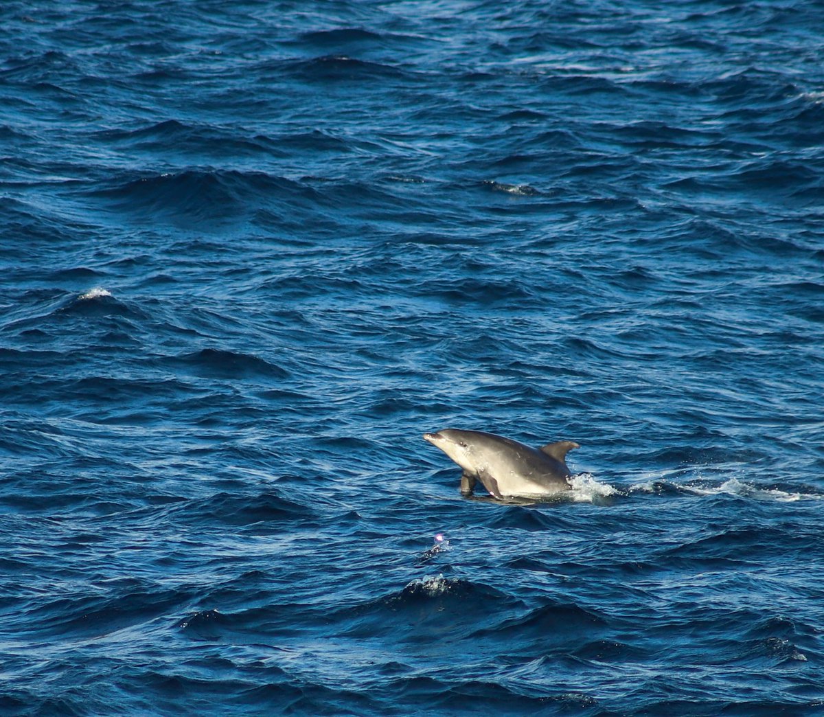 TULinvestigator tweet media