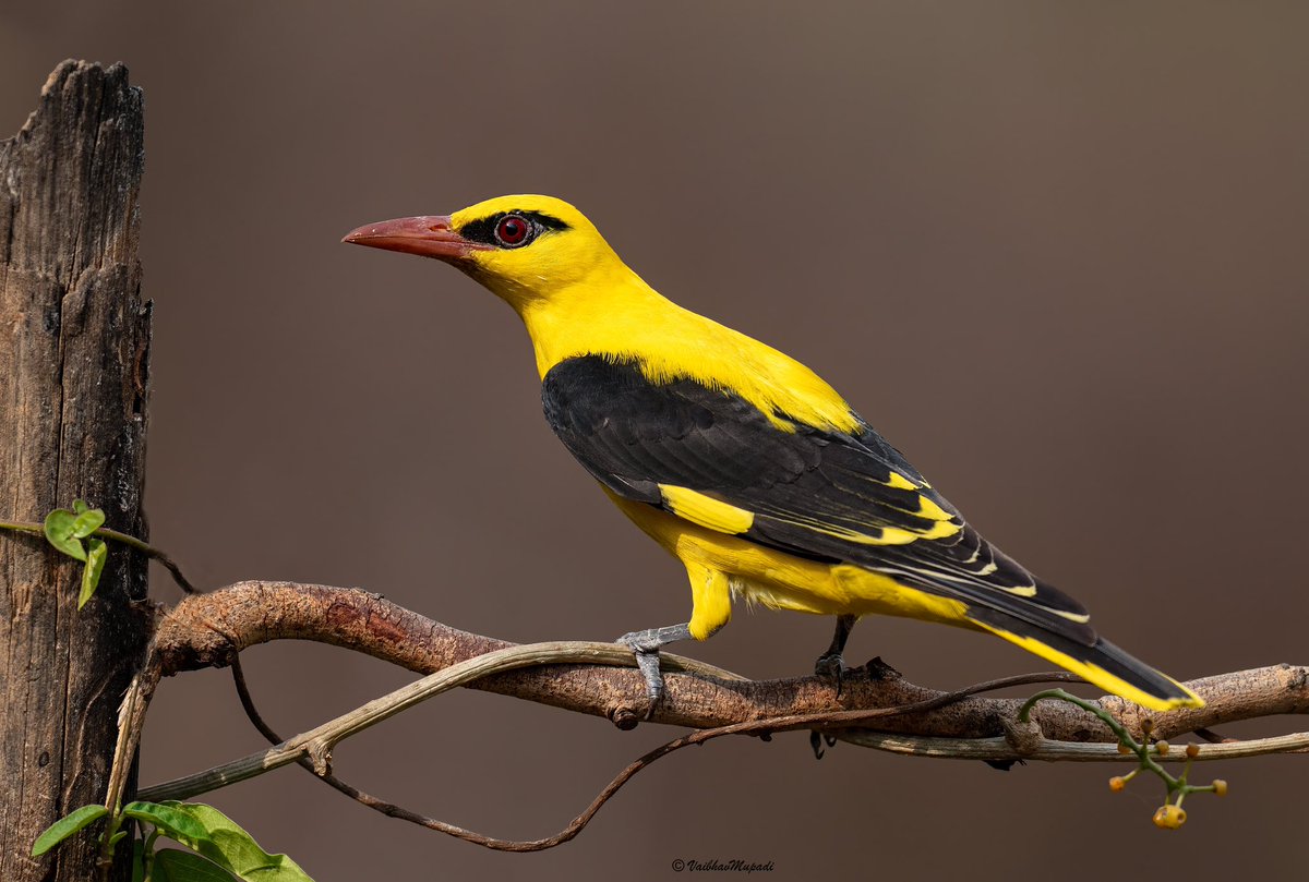 im-wildvaibhav tweet media