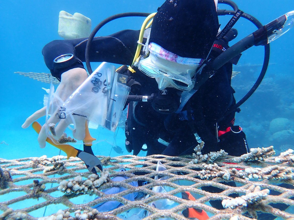 3 months before thesis submission &amp;...
🔔My 3rd chapter is live as a pre-print!! 🔔

To determine the efficacy of plastic-free materials in restoration we tested whether biodegradable materials differentially impact coral microbiomes during nursery propagation. 🧬🍃🪸