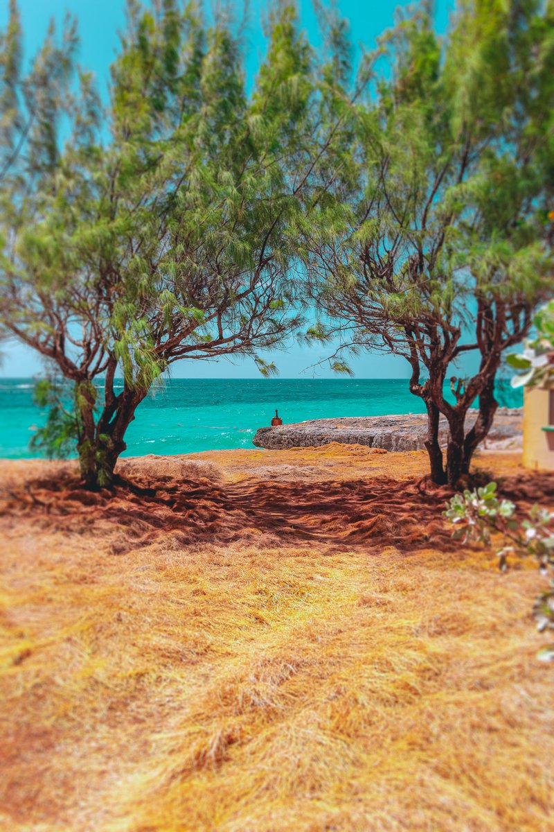 #Barbados #bajan #streetphotography