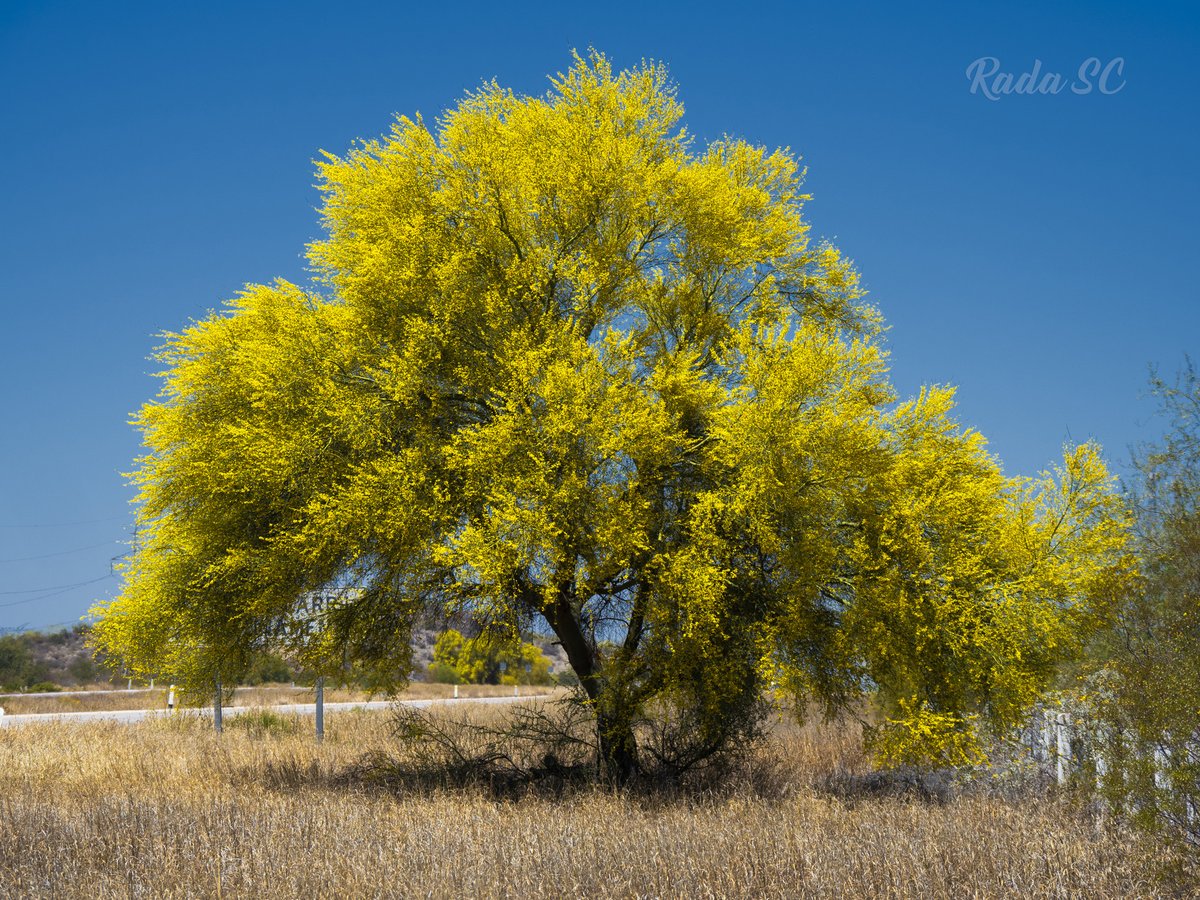 Rada_SC's tweet photo. La floración del Palo Verde (Parkinsonia florida, P. microphylla) está en su apogeo en Sonora! Es todo un espectáculo observar estos árboles pintando de amarillo fosforecente el tramo Guaymas-Hermosillo! https://t.co/QzrquZ3aUE