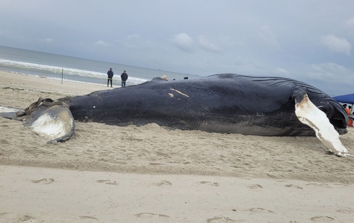 JunkScience's tweet photo. License to kill:

Biden proposes to allow foreign offshore wind company to kill 42 whales, 2,678 dolphins and 1,472 seals while conducting a survey for turbines.  

So green!  

Proposed permit:  https://t.co/rZkW9FfM0j

More: https://t.co/LqRmz5lGaO https://t.co/wuMMv0juAd