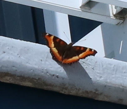 Premier papillon de l'année! Une petite vanesse observée en fds à St-Pacôme (?!) #foy #kamouraska @eButterfly_org #Lepidoptera #Nymphalidae
e-butterfly.org/ebapp/en/check…