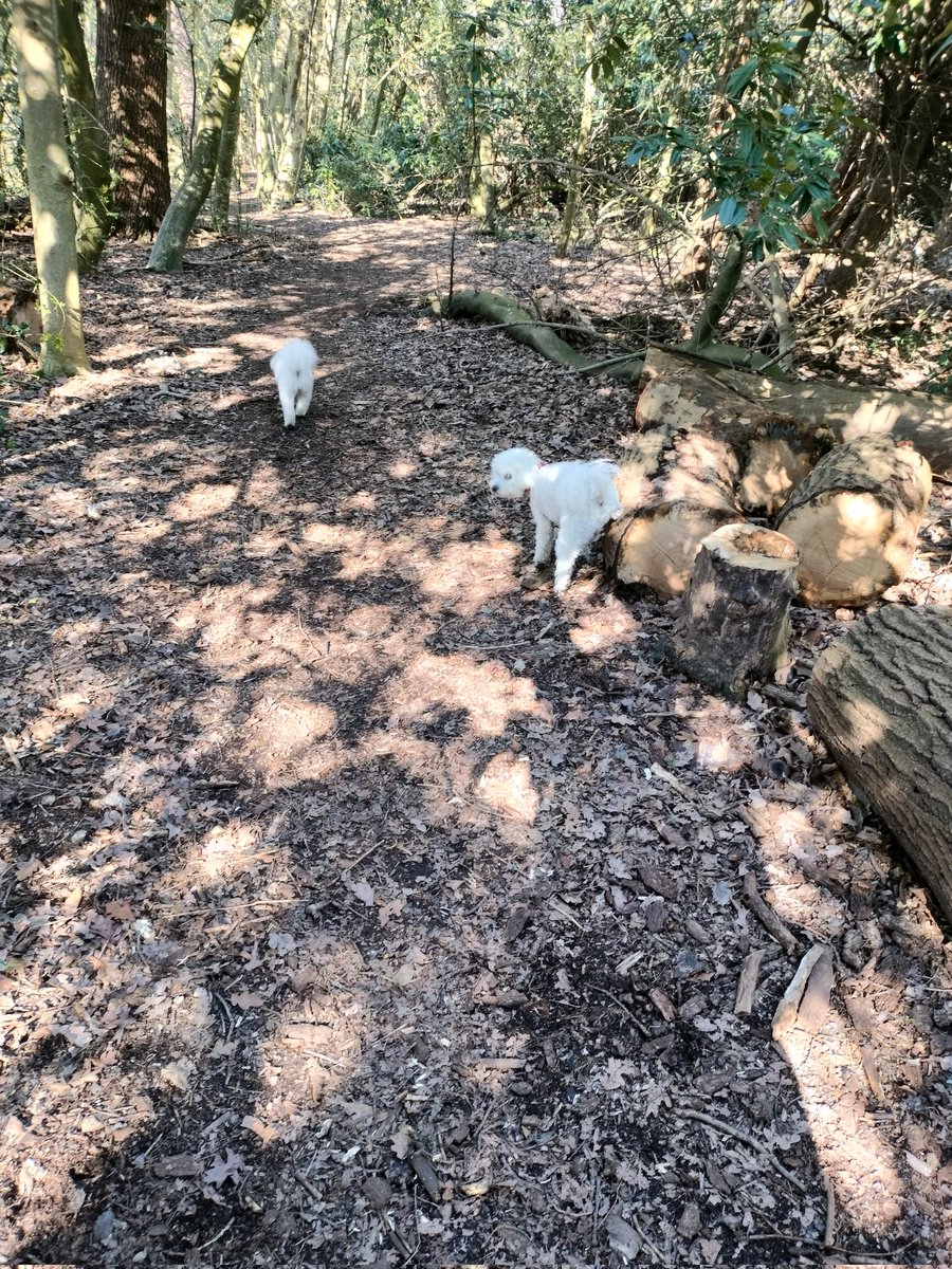 Mum got a good telling off today when she said to a woman that her dog was doing a 💩 Apparently mum should calm down and pick up the woman's dog 💩up for her 😡