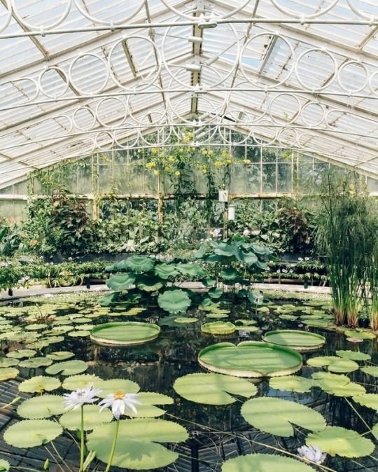 moodyonmoon's tweet photo. 🌱🌿 Greenhouse 🍃☘️ https://t.co/4d0Ooxnzcb