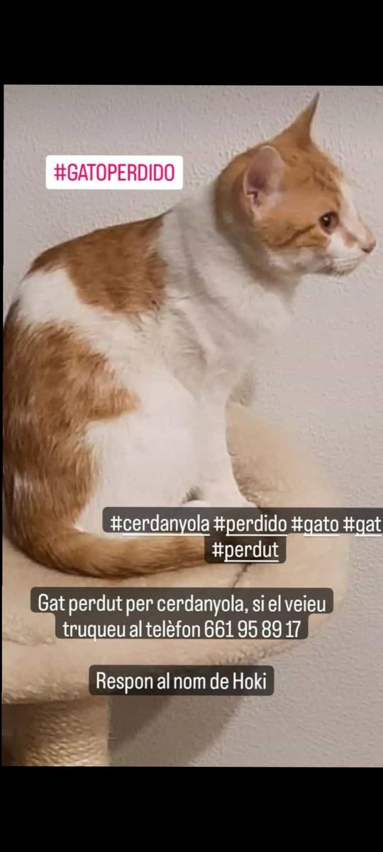 lluitxi_'s tweet photo. Necessitem ajuda per trobar el Hoki, ahir a la tarda va sortir del pis i encara no l'hem trobat. 
Ajudeu a difondre per poder trobar-lo, moltes gràcies!!!
#Cerdanyola #PERDIDO #gatoperdido #perdut #gato https://t.co/gT28v8LF5y