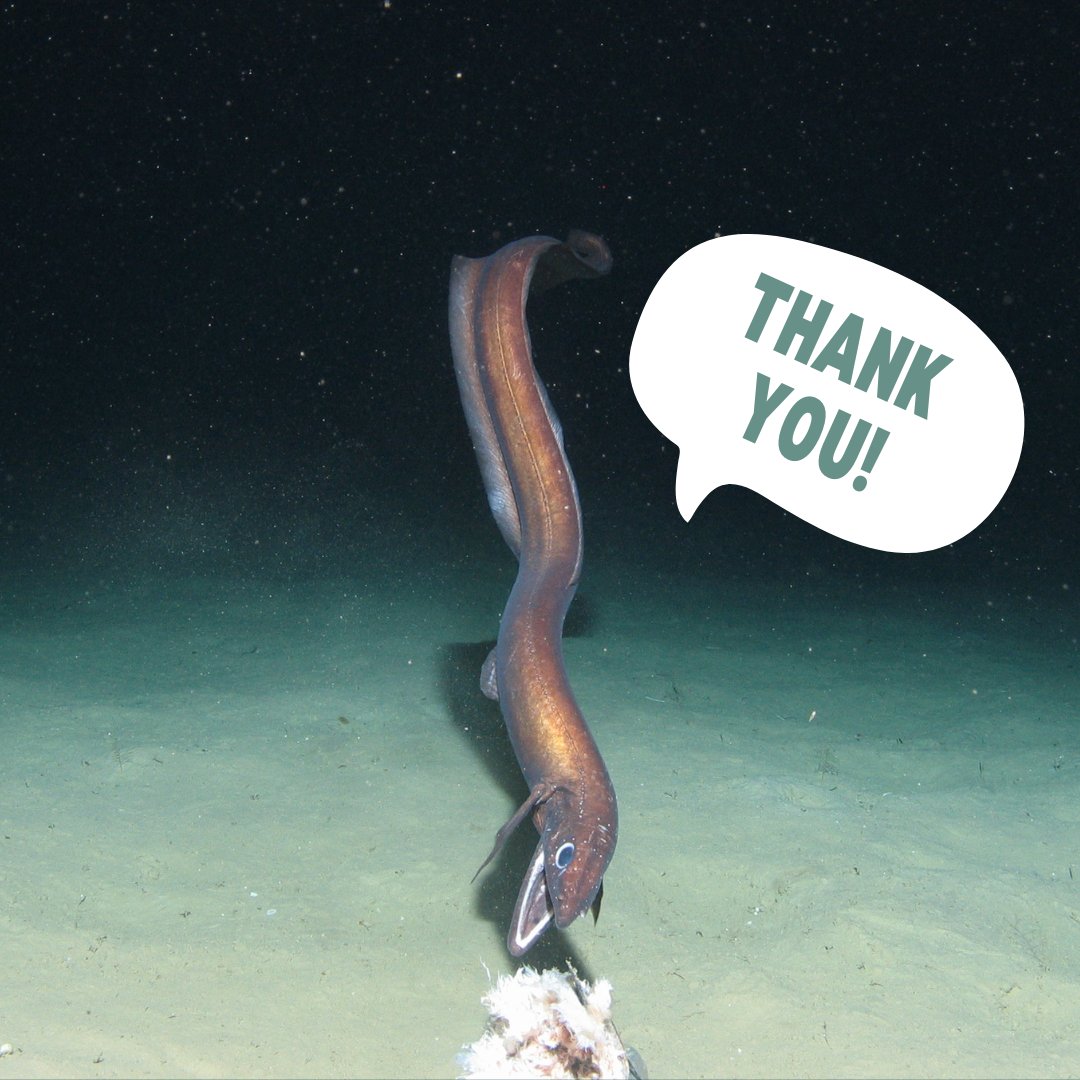 DeepSeaPod's tweet photo. We wanted to say a MASSIVE THANK YOU to all of you who have already signed up as patrons to support the show!

We love making the podcast and seeing the community grow really pushes us to keep making it bigger and better!

Support the show here: https://t.co/zHtTQAHCeF https://t.co/sujZGa0sMc