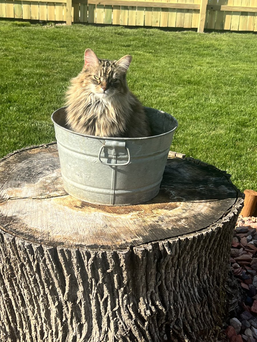 LisaDavisnd90's tweet photo. 4/18/23 Jessie is still missing from the 800 block of S. Franklin St., Garrett, In. $100 REWARD. If found please call 260-553-0809. https://t.co/qAFxwk77oQ