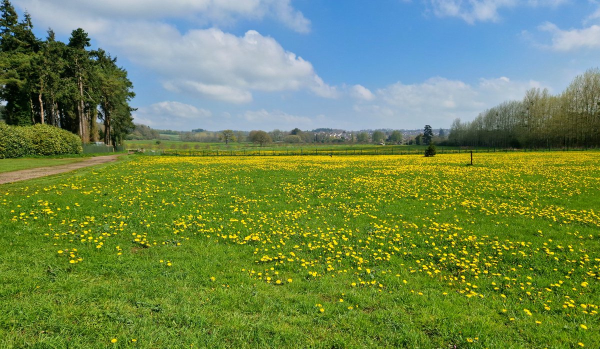 A field of dandelions is a sight to behold. It continues on to the fields behind too. Looking gorgeous at @TaurusCrafts Take note @FoDDCC @GlosCC 
#forestofdean #dandelion #flowers #nature #NoMoSummer #bees #butterflies #Gloucestershire @_JoelAshton